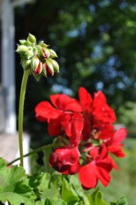 geranium