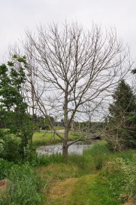 dead tree