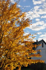 autumn leaves